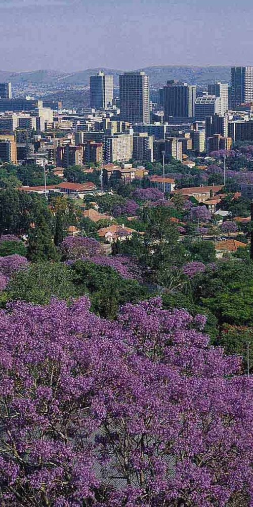 Neighbourhood vibes in Pretoria