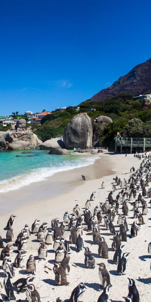 Cape Town neighbourhood vibes