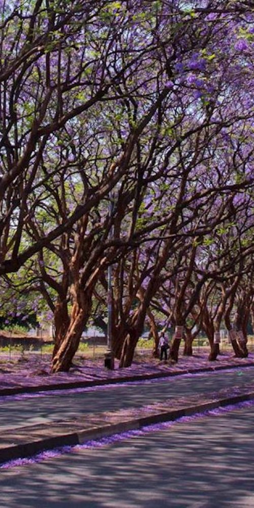 Harare neighbourhood vibes